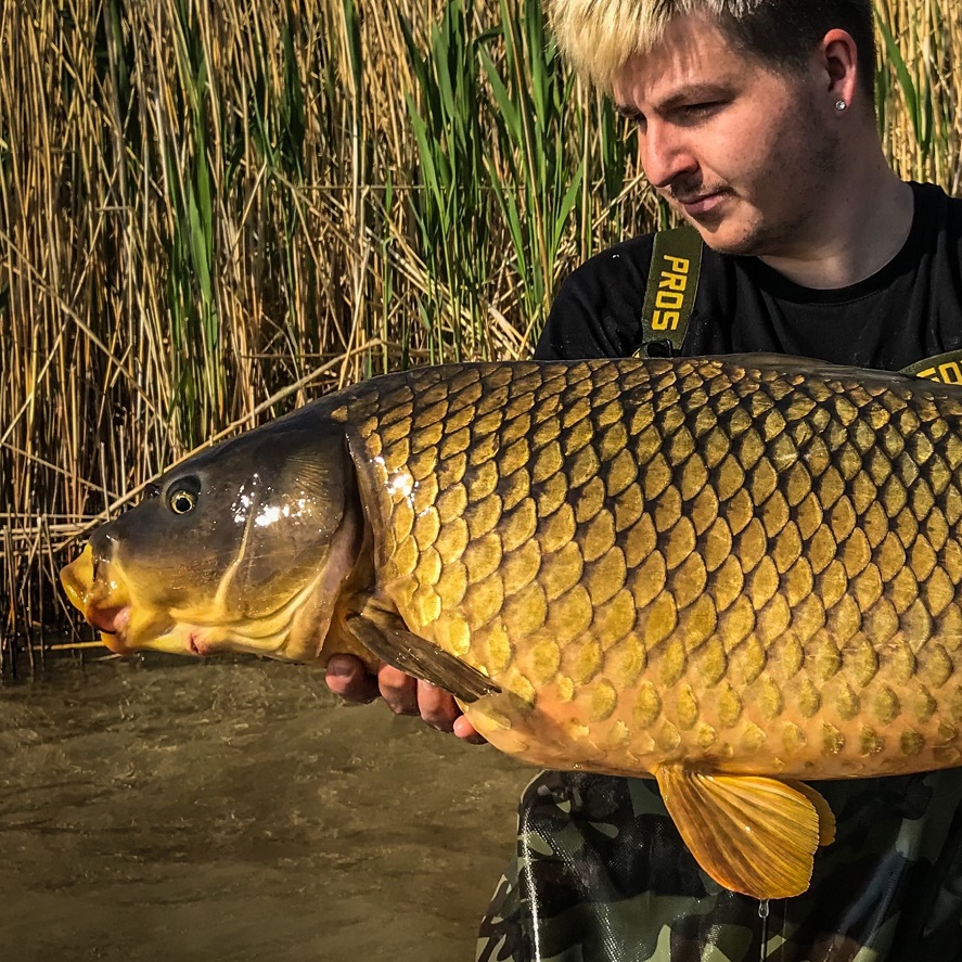 Belachan na kapry: „magnet“ na největší ryby