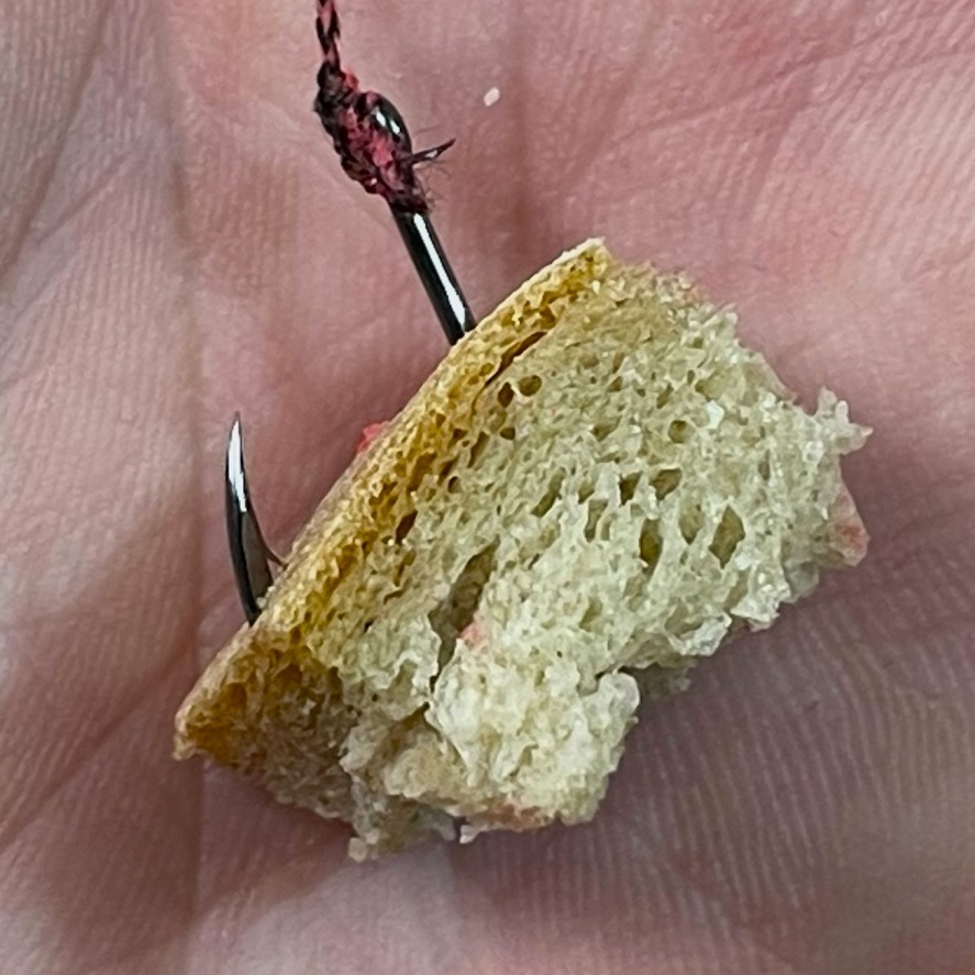 Lov kapra na chleba: tradiční nástraha, která nezklame