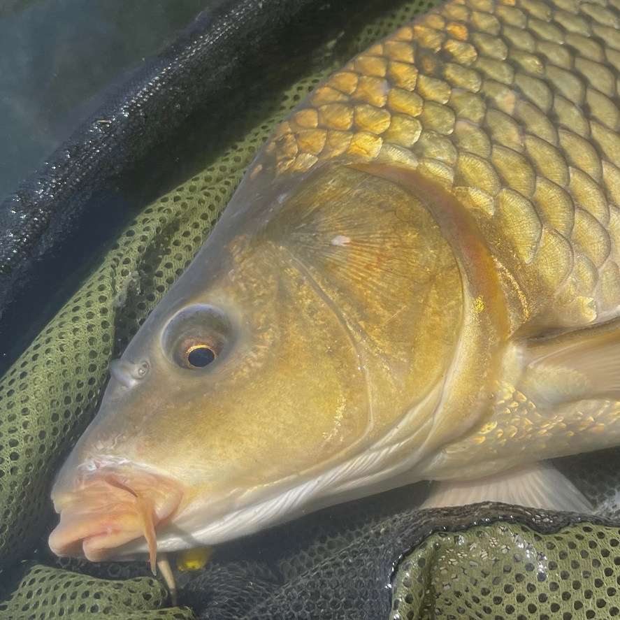Krmení na kapra: suroviny, které zvýší počet záběrů