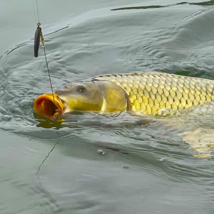 Jednoduchý návazec na boilies: rychlý návod jak na to