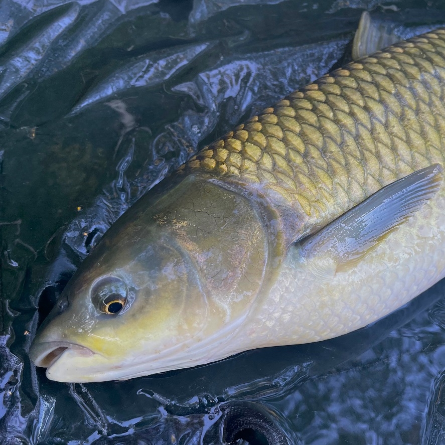 Lov amura z hladiny: montáže na amury, které nezklamou
