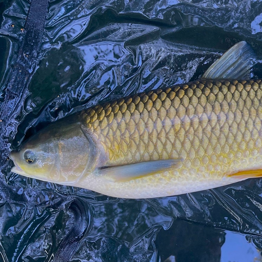 Krmení na amura: tyhle suroviny přilákají amury