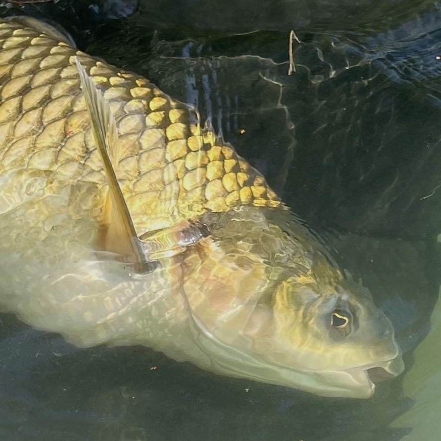 Je lov amura lepší, než lov kapra? Zamyšlení rybáře