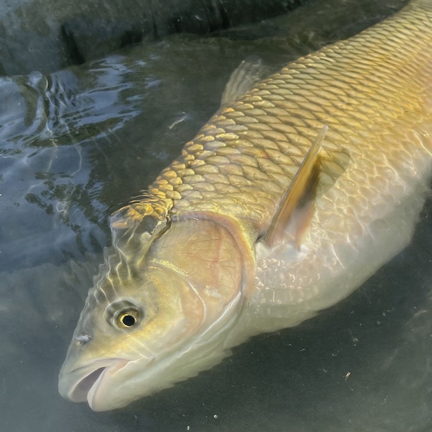 Lov amura: jak na amura? Osvědčené tipy na amury