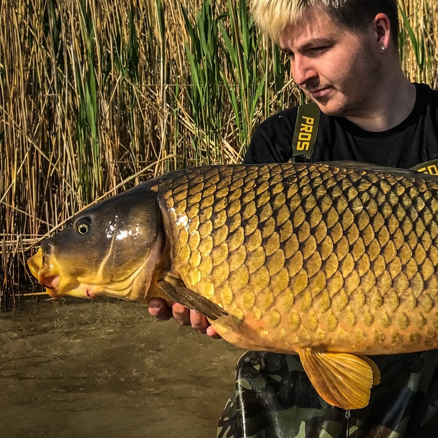 Belachan na kapry: „magnet“ na největší ryby