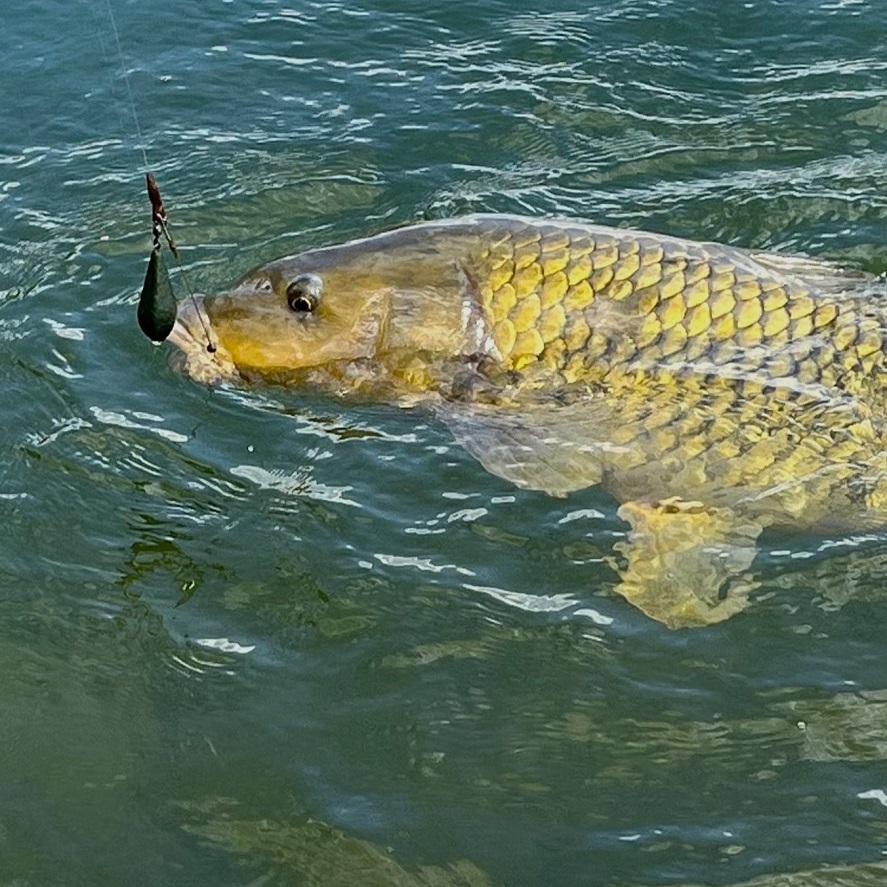 Tygří ořech v boilies: účinná nástraha na kapry