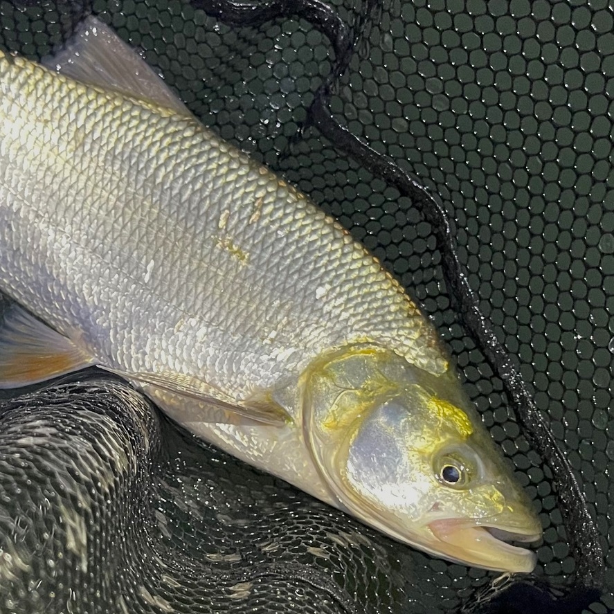 Lov bolena na přívlač: tipy, jak na bolena na přívlač