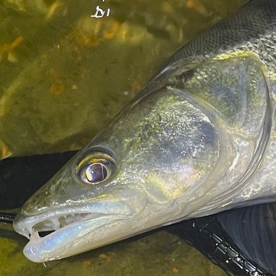 Lov candáta: tipy na místa, kde chytíte candáta