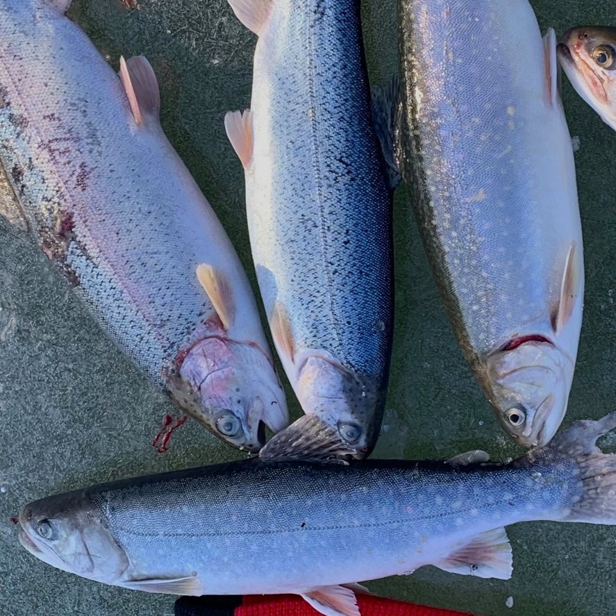 Lov na dírkách: trik zkušených lovců pro více záběrů