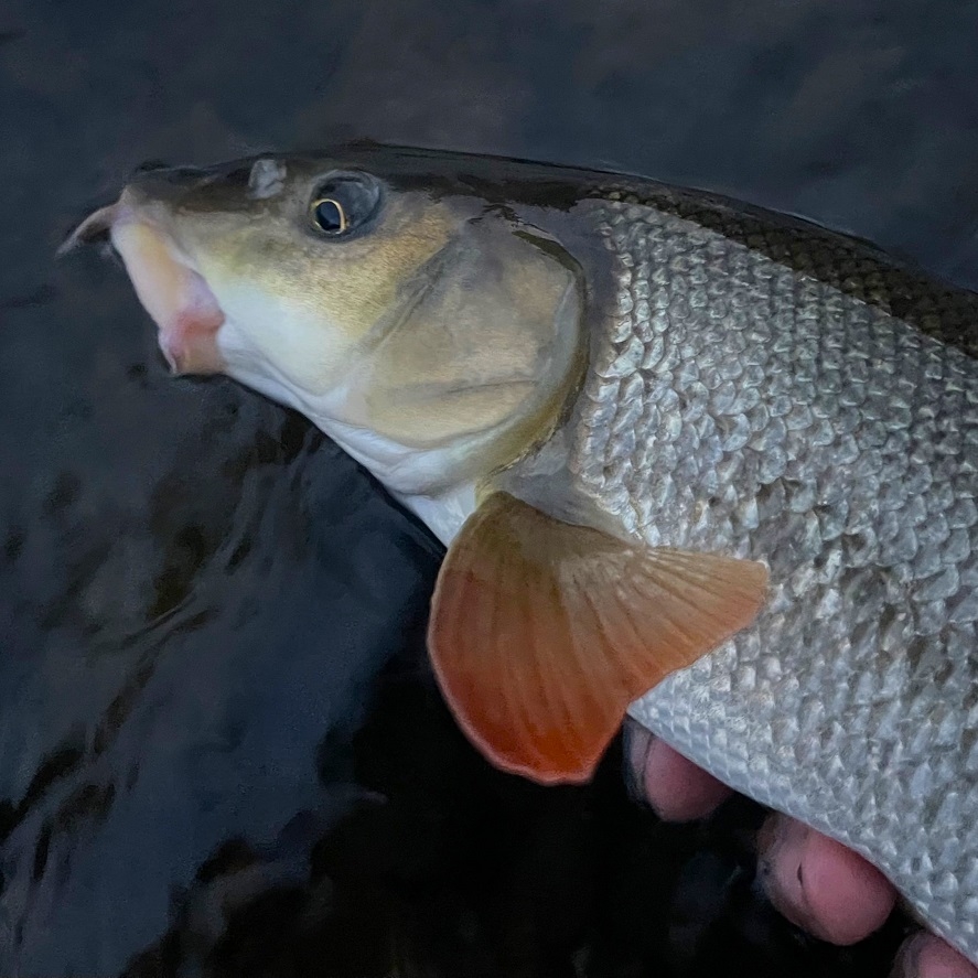 Tyhle ryby teď nechytejte. Prosba rybáře