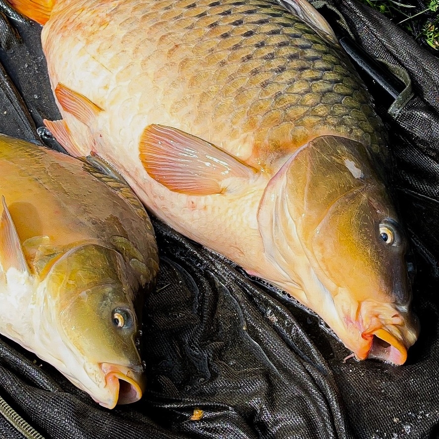 Kde chytat kapry v létě? Tajná rada zkušených rybářů