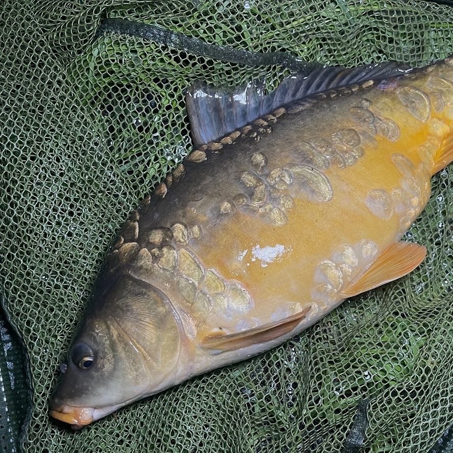 Lov kapra na jaře: toto by v krmení nemělo chybět