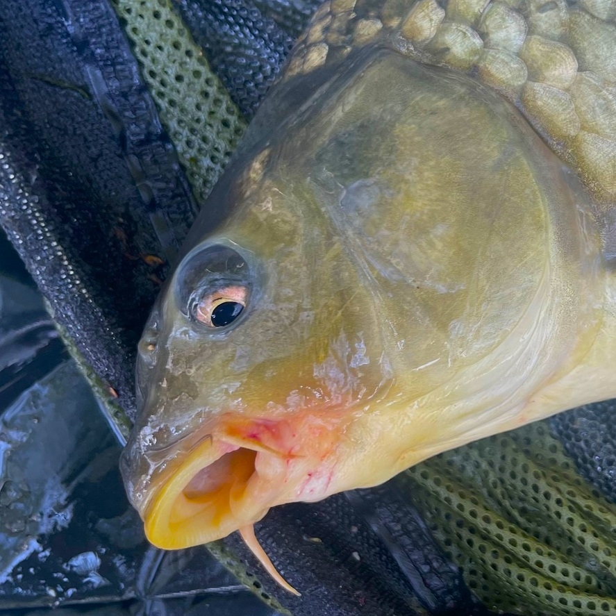 Lov kapra na krmítko: chyby, které při lovu nedělejte