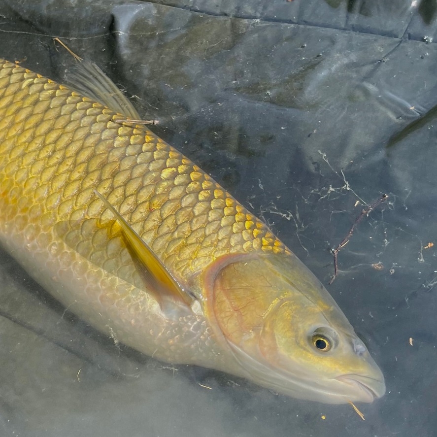 Nejlepší kukuřice na amury: zelená megakukuřice