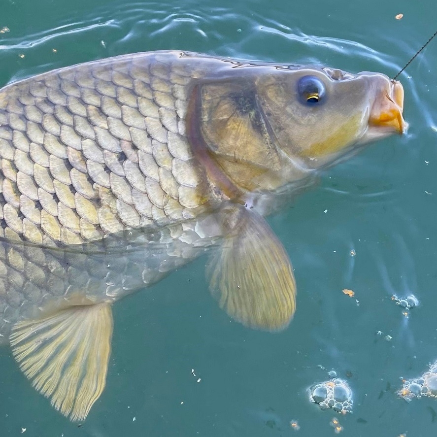Lov kapra na podzim na krmítko: zkuste tohle