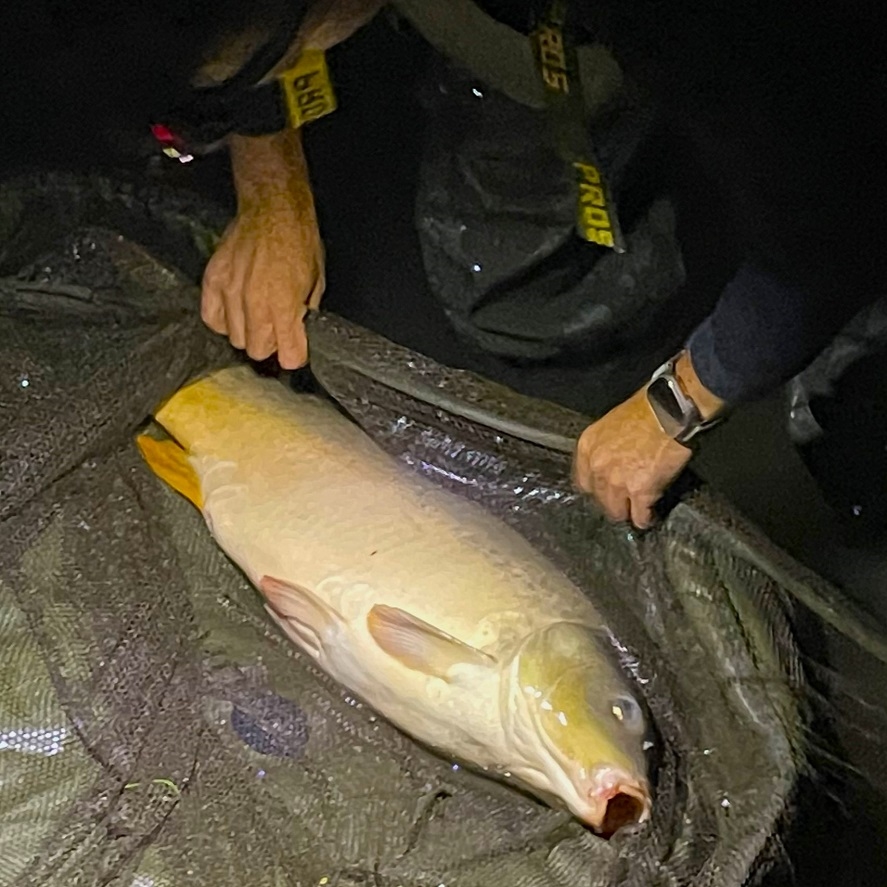 Lov kapra na podzim: úspěšné nástrahy do studené vody