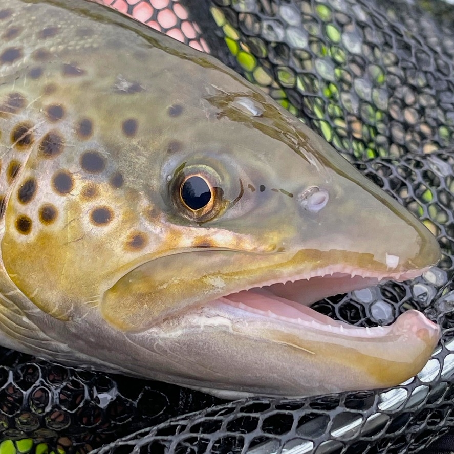 Lov pstruha: důvody, proč to musíte zkusit