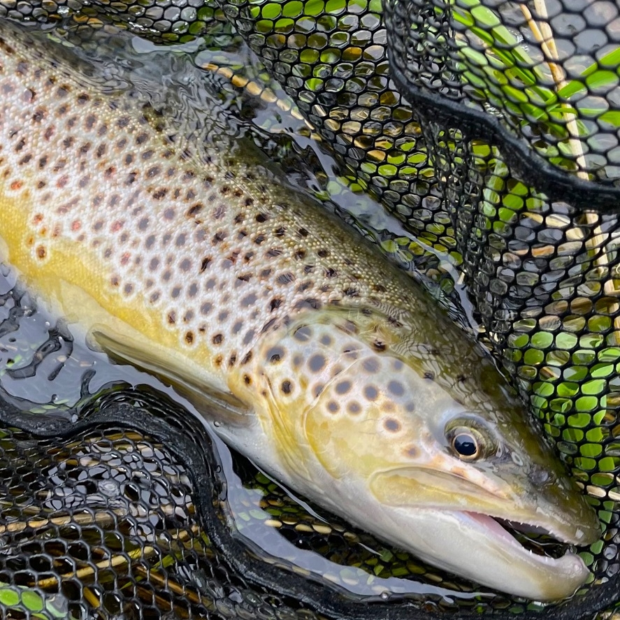 Lov pstruha: místo, kde chytíte největší pstruhy