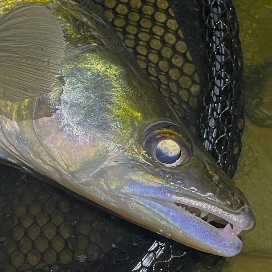 Přívlač na gumy: malé gumy na velké dravce