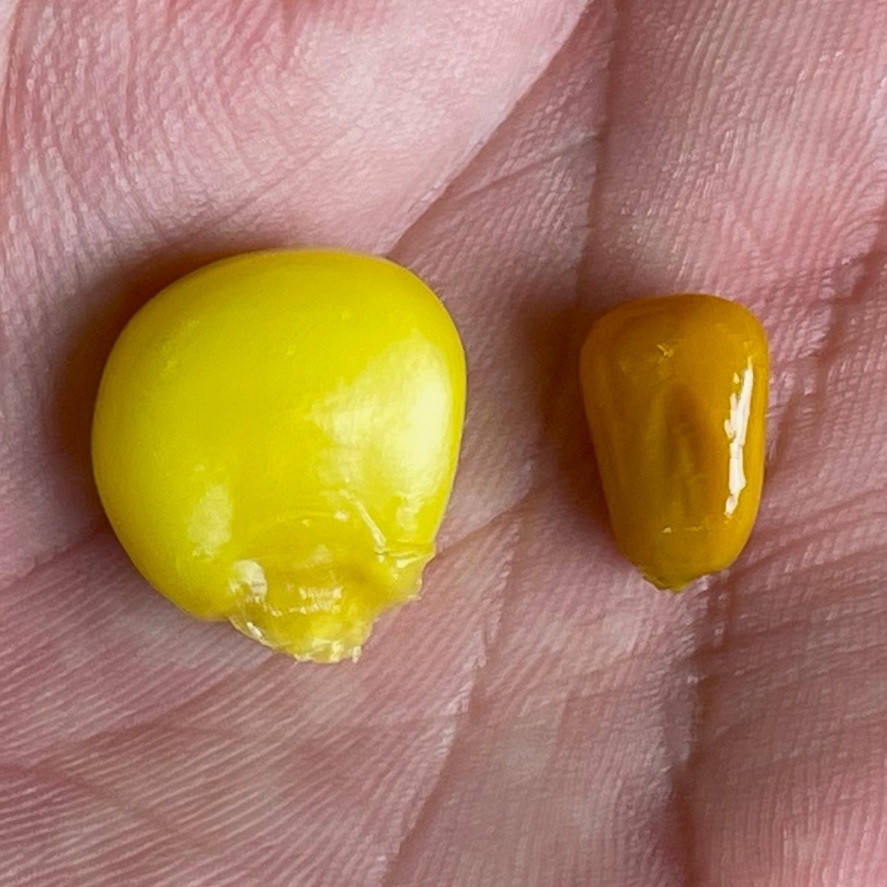 Mega kukuřice na ryby: obří kukuřice na kapry a amury