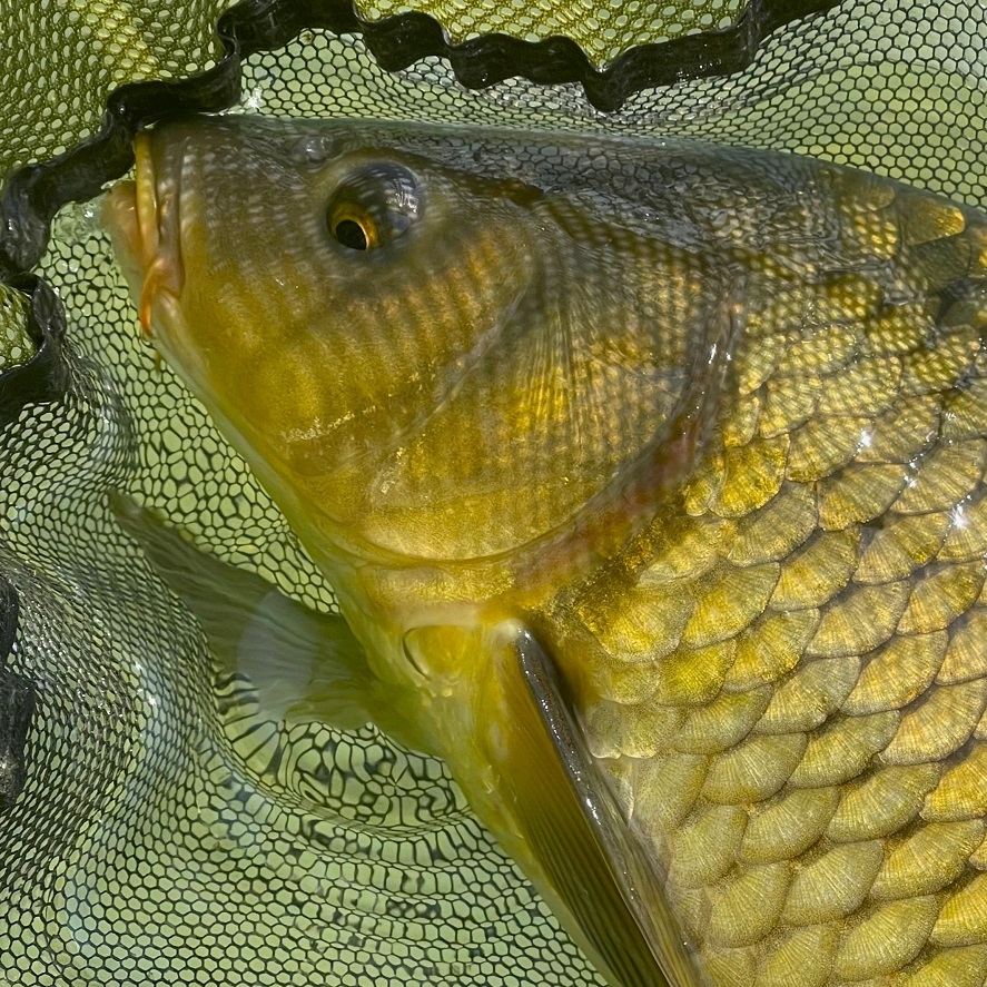 Účinné nástrahy na kapry levně: výhodné balení