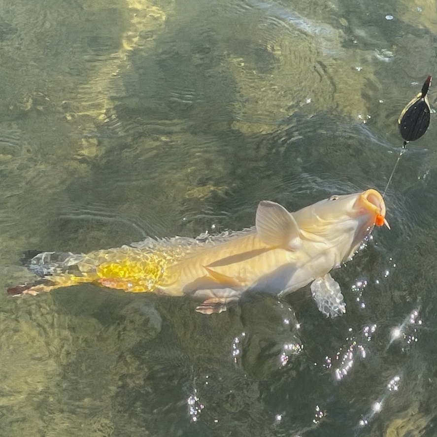 Jaký je nejlepší návazec na method feeder: zkuste tyto