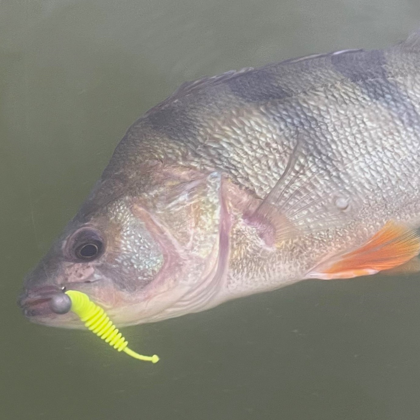Nástrahy na okouna na přívlač: tyhle nástrahy fungují