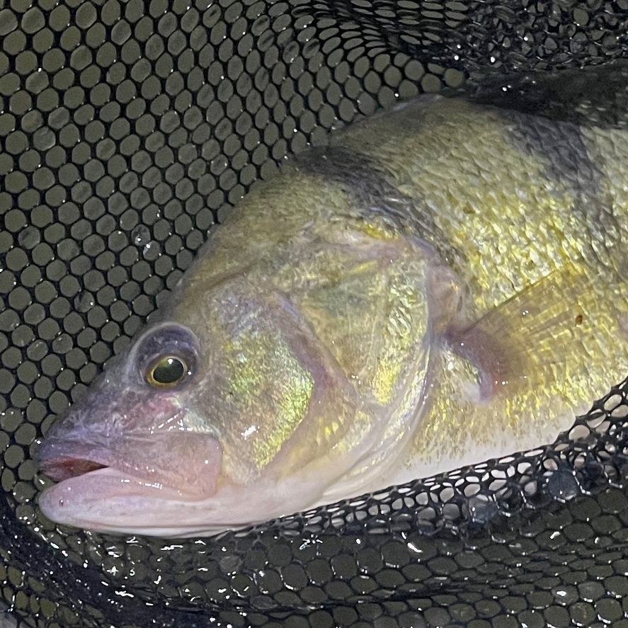 Okoun na přívlač: tipy na okouny přes 40 centimetrů