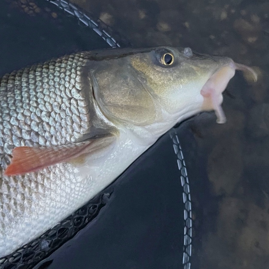 Parma na přívlač: tipy, jak chytit parmu na přívlač