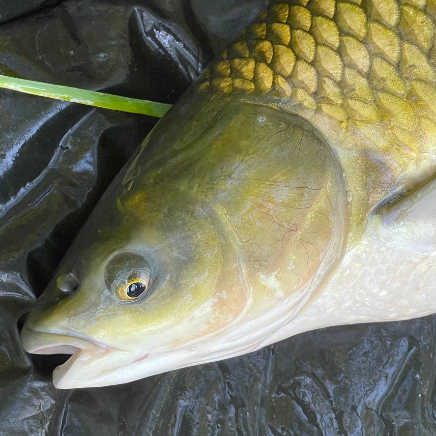 Nové pelety na amury Fishmax: nejlevnější na trhu