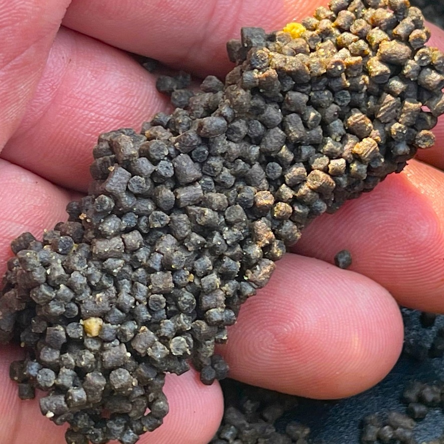 Nejlepší pelety na method feeder: tyhle ryby milují