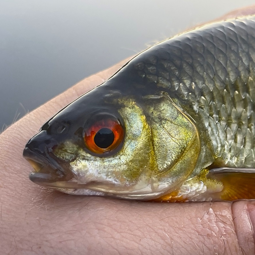 Plavaná na rybníce: lov na splávek na zarostlých vodách