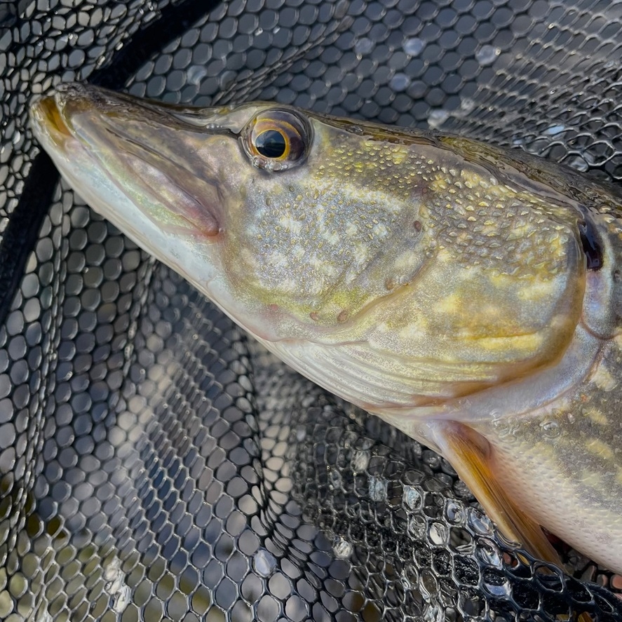 Přívlač na podzim: tipy, jak chytat na podzim