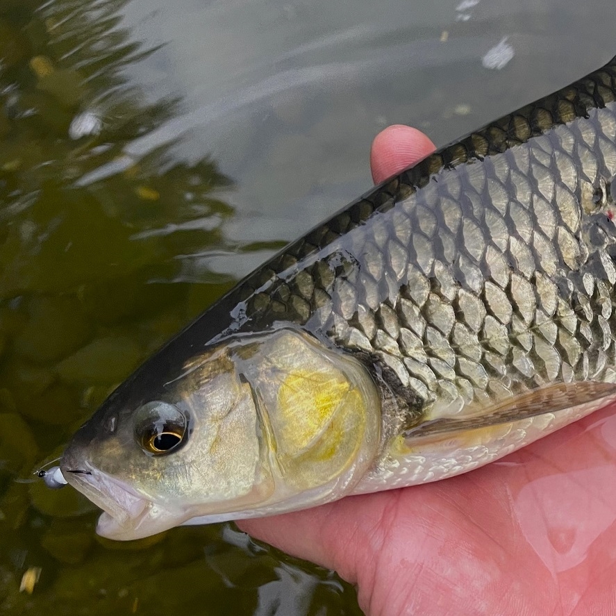 Přívlač v létě: tipy, jak chytat v horkém počasí