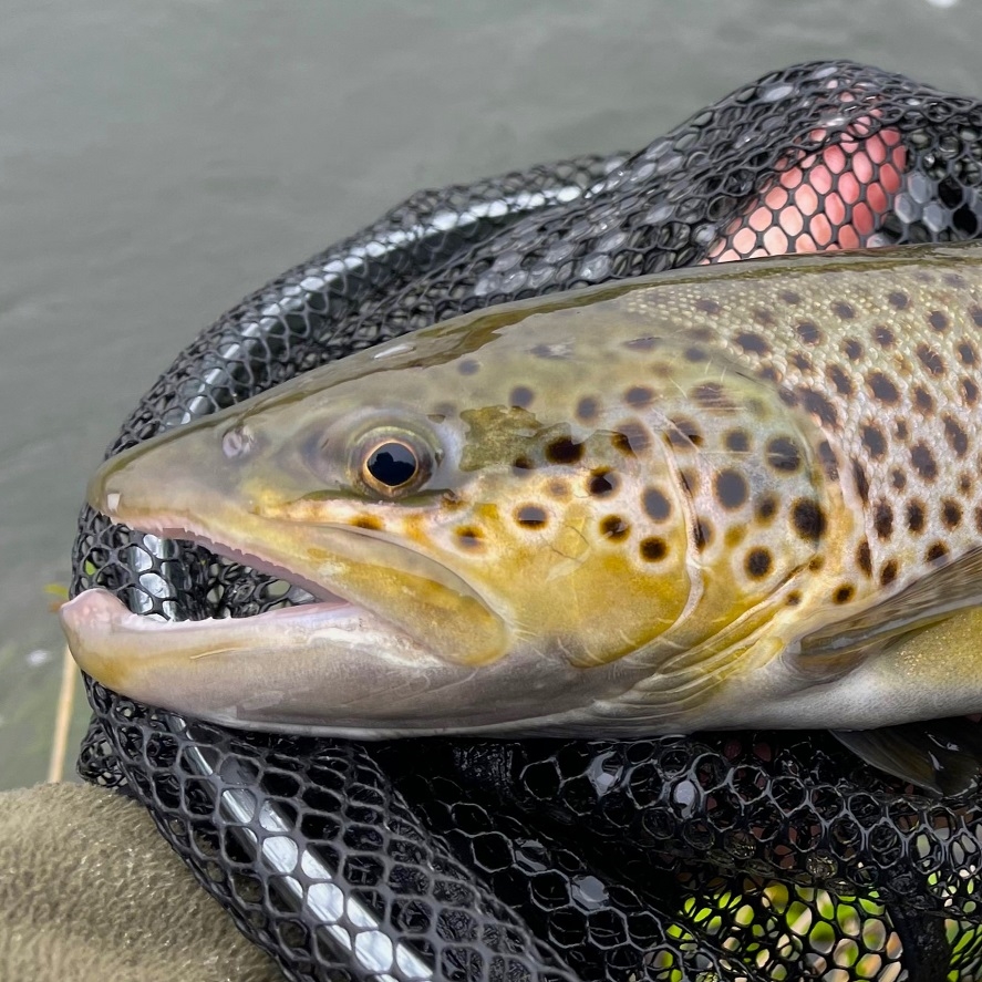 Pstruh na přívlač: vybavení na pstruhy na přívlač