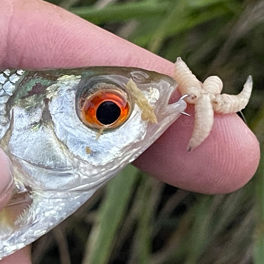 Bič na splávek: desítky záběrů od ryb na plavanou