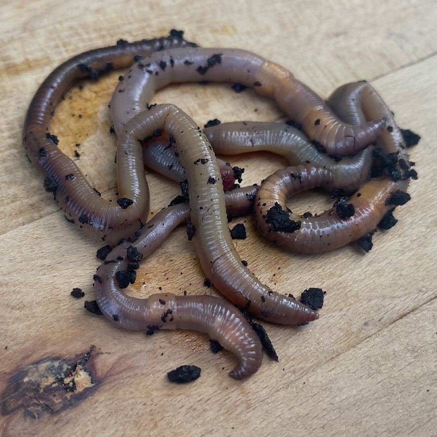 Rybaření na žížalu: tohle při lovu na žížalu nedělejte