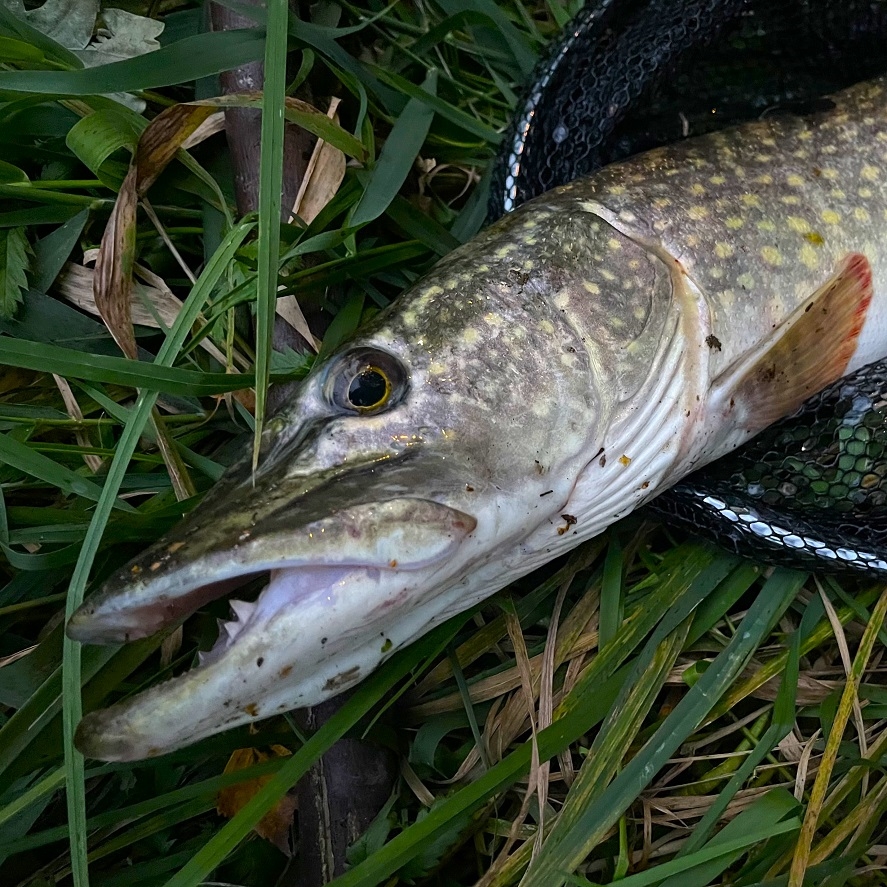 Štika na přívlač: rady, které vám pomohou chytit štiku