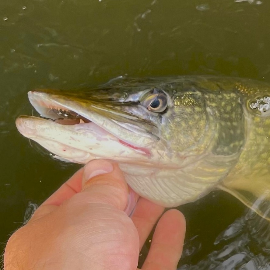 Nástrahy na štiku na přívlač: zkuste tyhle nástrahy