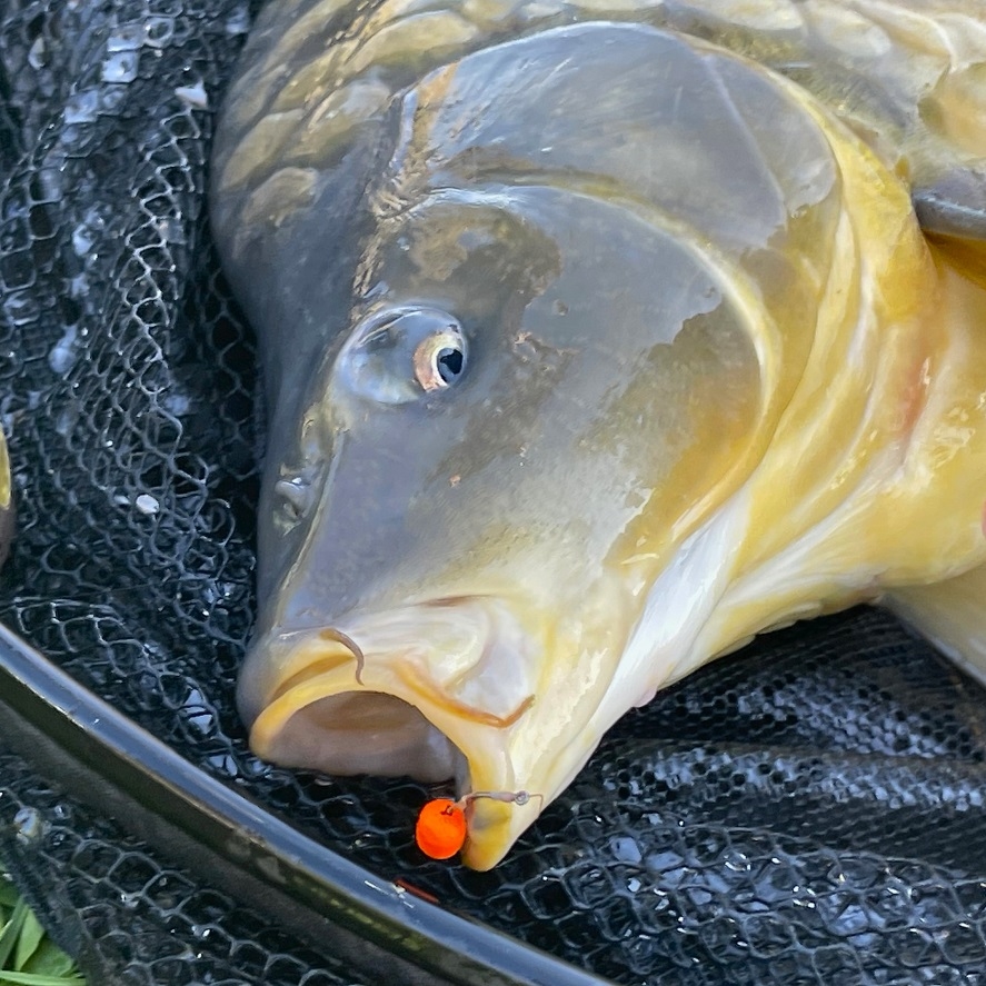 Lákavá nástraha na method feeder: po tomhle kapři šílí