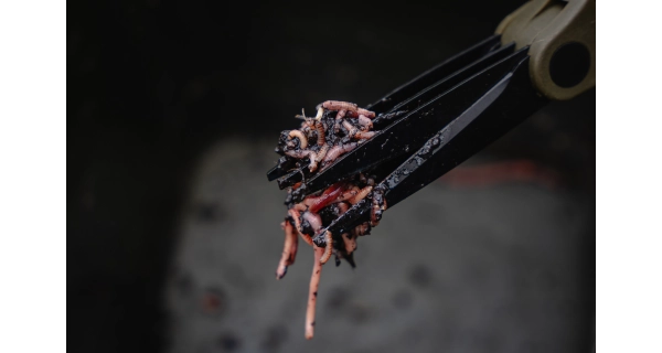 AVID - Nůžky na žížaly Worm Choppers