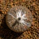 AVID - PVA Sáčky Transfer Solid PVA Bag Small