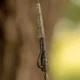 AVID - Závěsky Outline FleckTone Pinned Lead Clips 10 ks