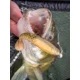 BERKLEY - Gumová nástraha PowerBait Cullshad 12,5 cm 16,8 g 4 ks Blue Pearl