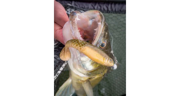 BERKLEY - Gumová nástraha PowerBait Cullshad 12,5 cm 16,8 g 4 ks Blue Pearl