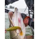 BERKLEY - Gumová nástraha PowerBait Cullshad 7,5 cm 3,7 g 8 ks Lime Chartreuse