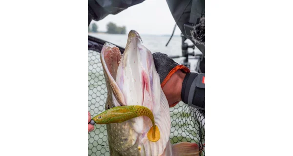 BERKLEY - Gumová nástraha PowerBait Cullshad 7,5 cm 3,7 g 8 ks Lime Chartreuse