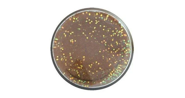 BERKLEY - Pstruhové těsto PowerBait Trout Bait Natural Glitter 50 g Fish Pellet