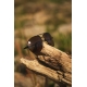 BLACK CAT - Polarizační brýle Sunglasses Polarised Flyer