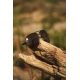 BLACK CAT - Polarizační brýle Sunglasses Polarised Flyer